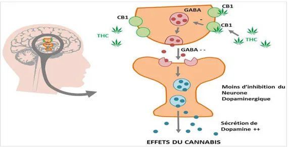 Figure 7 : mécanisme d'action du cannabis 32