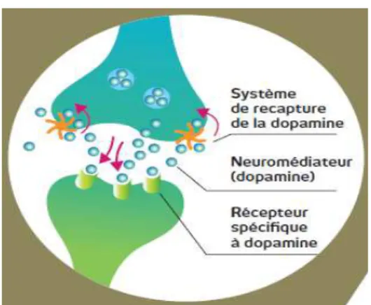 Figure 9 : action de la cocaïne sur la dopamine 35