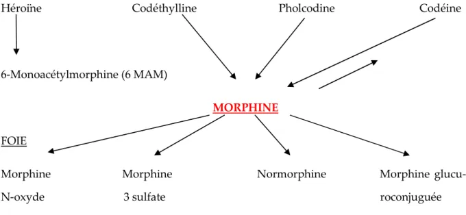 Figure 11 : métabolisme des opiacés