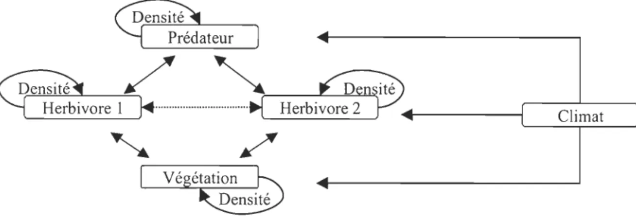 Figure  1.1  Schématisation d'un réseau  trophique simple (chaîne trophique  à  trois  niveaux)