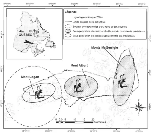 Figure  1.5  :  Localisation générale du  secteur de  capture  des ours et des  coyotes par  rapport  aux trois sous-populations constituant la  métapopulation des caribous de la Gaspésie