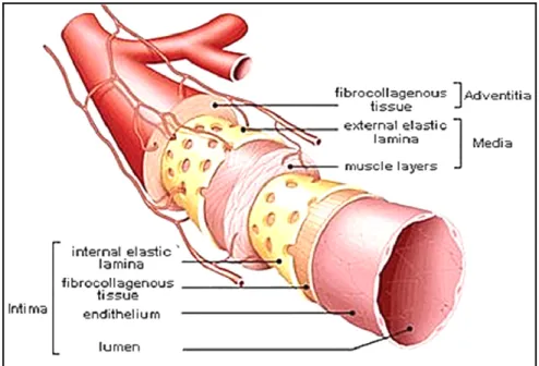 Figure 1.1. Schematic view of the organization of the three  layers (intima, media and adventitia) of an artery