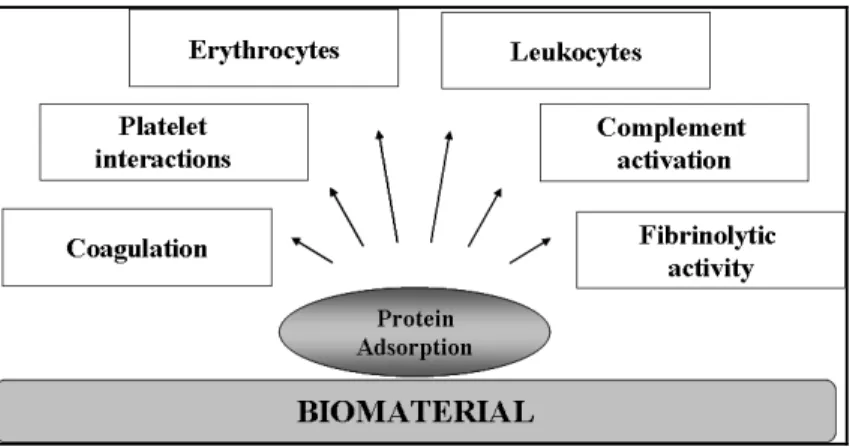 Figure 1.4. Schematic shows a simplified view of the  interaction of blood elements with biomaterial  surface