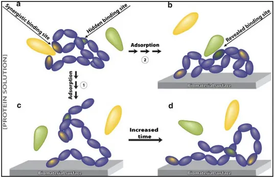 Figure 1.5. Schematic view of protein conformational  changes upon adsorption on the material surfaces