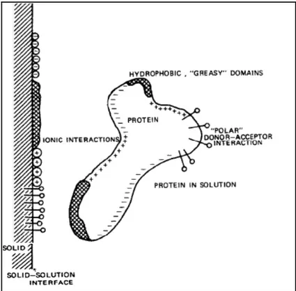 Figure 1.6. A schematic view of protein-surface  interactions. Both the surface and the protein have a 