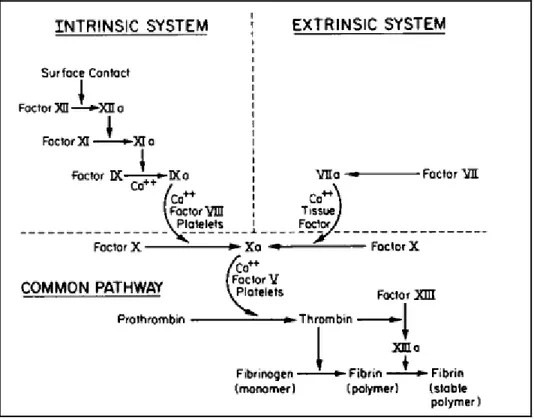 Figure 1.7. Schematic diagram of a simplified view of the blood  coagulation cascade that includes intrinsic and extrinsic pathways