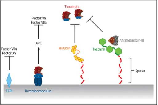 Figure 1.15. Schematic view of mechanism of action of  immobilized heparin, hirudin, thrombomodulin (TM) and tissue 
