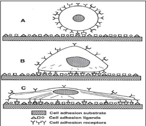 Figure 1.16. Schematic view of progression of anchorage  dependent cell adhesion. (A) Initial contact of cell with solid  substrate that has multiple binding domains