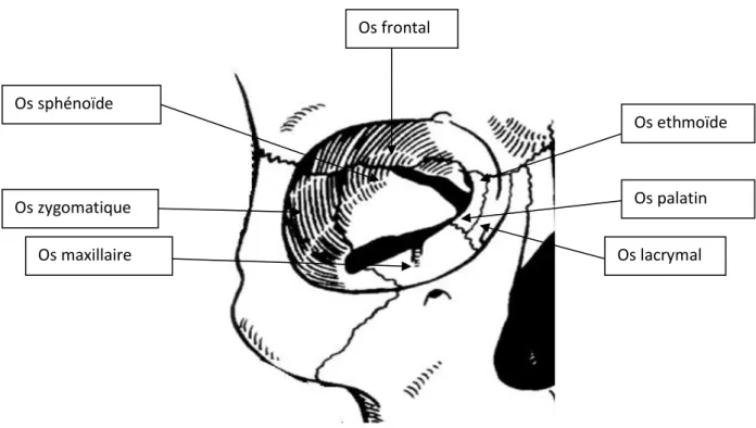 Figure 6 : Cadre osseux orbitaire. 
