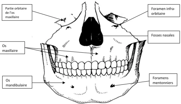Figure 15 : Les os maxillaires et mandibulaire. 