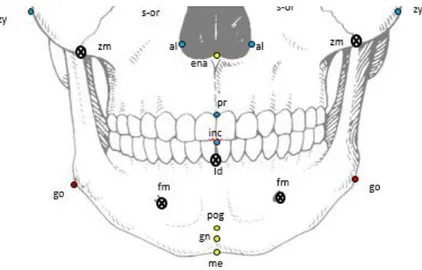 Figure 19 : Points au niveau des os maxillaires et mandibulaire (vue de face). 