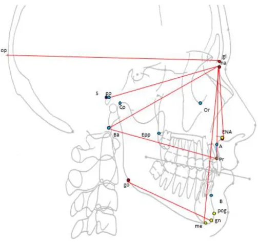 Figure 24 : Distances osseuses sur une téléradiographie. 