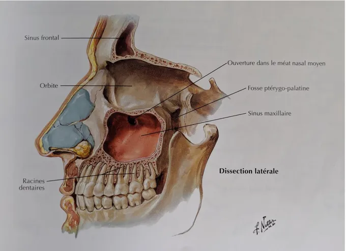Figure 1 : Schéma d’une coupe latérale du sinus maxillaire  