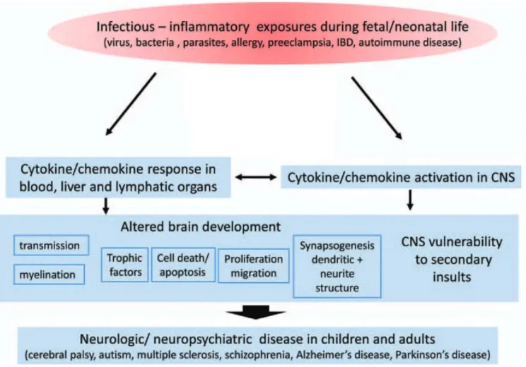 Figure 3 : conséquences de l’exposition développementale à l’inflammation (figure tirée de Hagberg et al