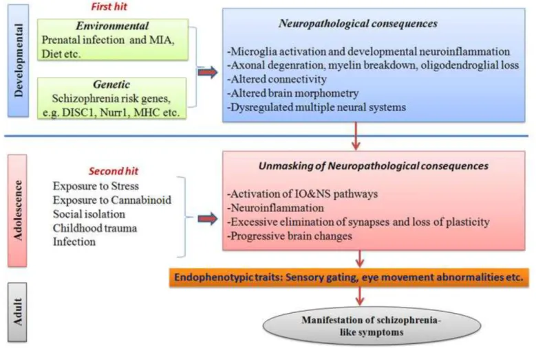 Figure 4 : le modèle de la double atteinte (figure tirée de Debnath et al. 2015).