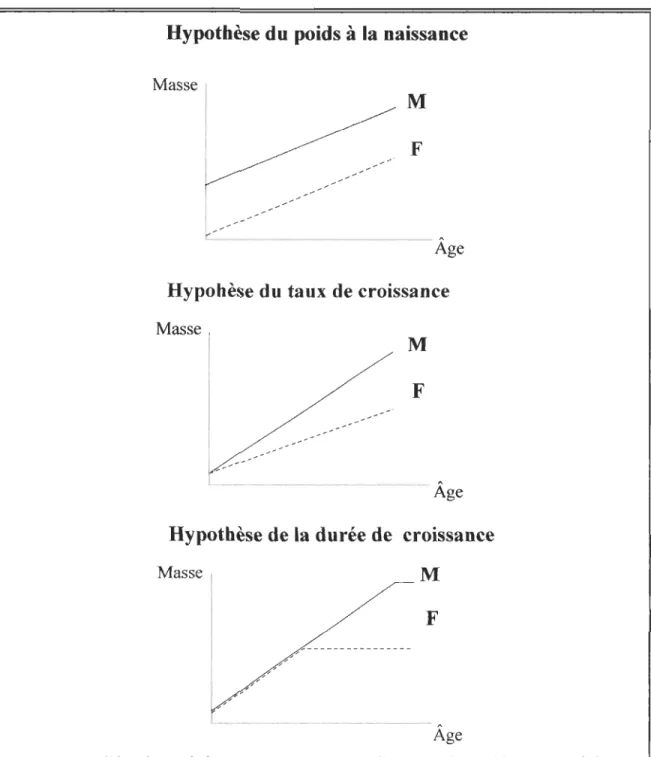 Figure 1.  Modèles des trois hypothèses pouvant expliquer le dimorphisme sexuel de  taille des mammi fères 