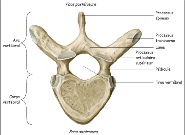 Figure 1.2 Vertèbre thoracique typique (vue supérieure)  Adaptée de Netter et Machado (2003) 