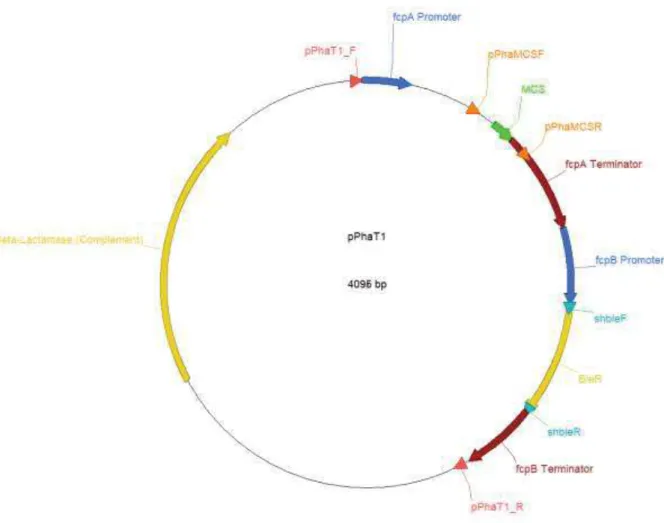 Figure  5 :  Carte  du  plasmide  pPha-T1.  Ce  plasmide  est  composé  d’un  promoteur  et  un  terminateur fcpA entourant la boîte MCS