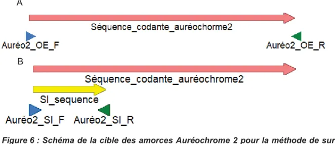 Figure 6 : Schéma de la cible des amorces Auréochrome 2 pour la méthode de sur et  sous-expression