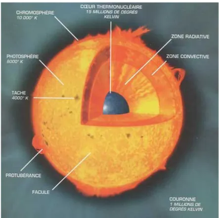 Figure 1.2 Schéma en coupe de la structure du Soleil. On y voit les différentes zones, la tachocline se trouvant entre les zones de radiation et de convection