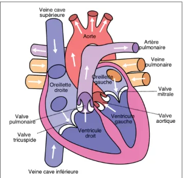 Figure 1.1 Vue antérieure (frontale) du cœur ouvert.