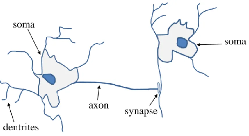Figure 3.1: Anatomical model of neuron and its connection to another neuron. A neuron is made of a cell body, the soma, from which dentrites arise