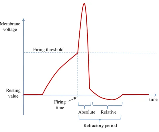 Figure 3.2: Membrane potential in terms of time when a neuron generates an action potential.