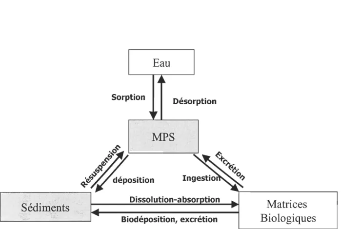 Figure  1.2:  Représentation schématique du rôle de  la matière parti cul aire en  suspension (MPS)  dans  certains processus biogéochimiques des milieux aquatiques