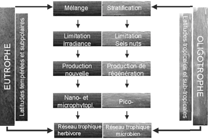 Figure  2 :  Représentation  schématique  de  l'installation  des  écosystèmes  pélagiques  (Adaptée de Legendre et Rassoulzadegan 1995)