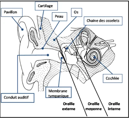 Figure 0.1 : Représentation schématique de l'appareil   auditif humain, identification des différentes  