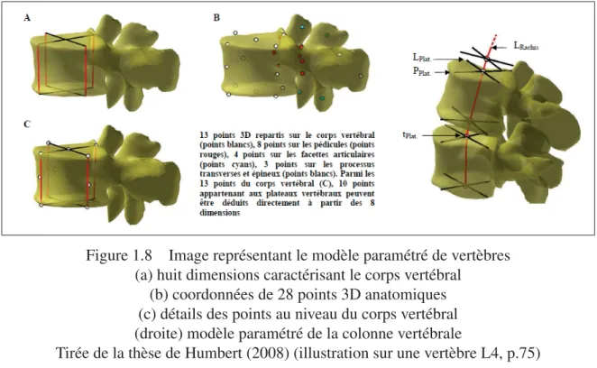 Figure 1.8 Image représentant le modèle paramétré de vertèbres (a) huit dimensions caractérisant le corps vertébral
