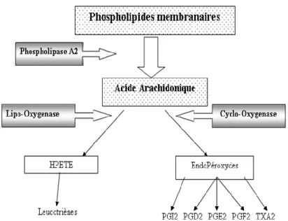 Figure n°4 : synthèse des leucotriènes, des prostaglandines et des thromboxanes à partir des phospholipides membranaires [3]