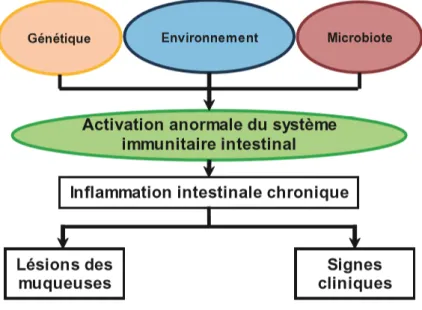 Figure 1 Physiopathologie des maladies inflammatoires chroniques intestinales [10] 