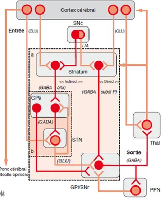 Figure 4: diagramme schématique de la circuiterie fonctionnelle  du système des ganglions de la base d’après Alexander et Critcher 