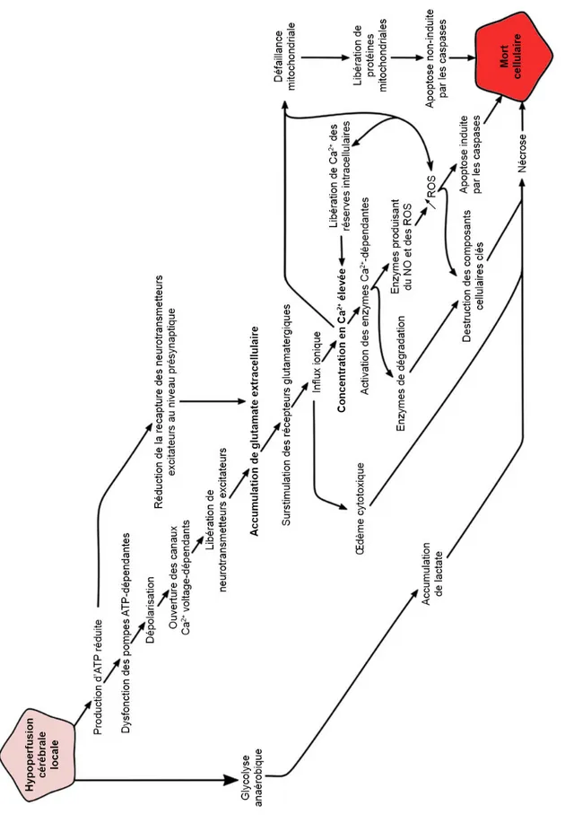 Figure 1.5 :Représentation schématique des différents mécanismes impliqués dans la cascade ischémique conduisant à la mort cellulaire après une ischémie cérébrale