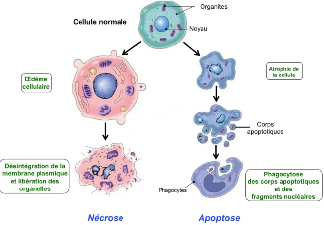 Figure 1.7 : Les différences majeures entre le processus de nécrose et le processus d’apoptose