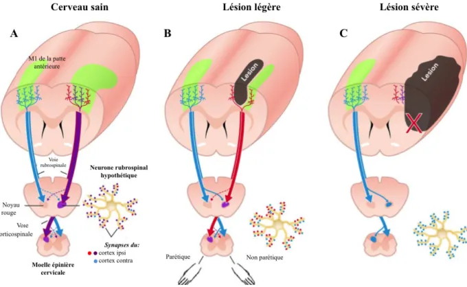 Figure  1.11  :  Réorganisation  neuroanatomique  après  lésion  corticale  chez  le  rat