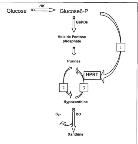 Figure 3 Interactions entre le glucose, métabolîsme de purine et les radicaux libres d’oxygènes