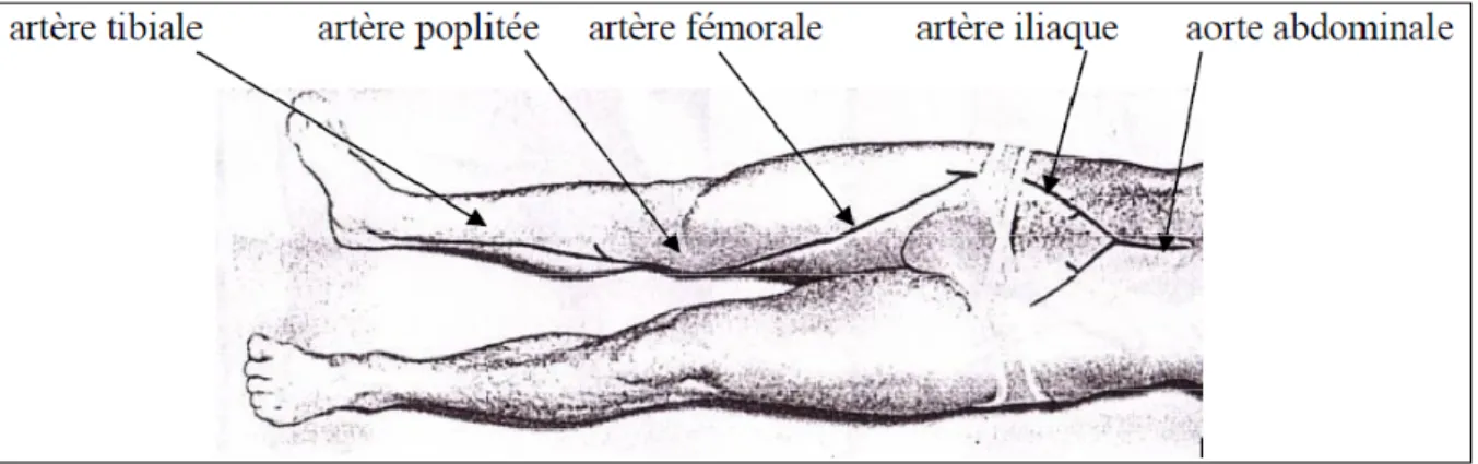 Figure 1.1  Projection sur la peau des axes artériels aux membres inférieurs  Tirée de Lessard (2008, p