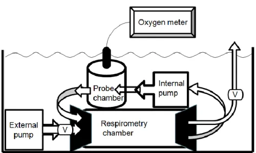 Figure  1:  Schematic  representation  of  the  respirometer.  Fish  were  placed  in  the  respirometry  chamber