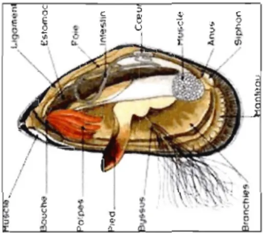 Figure 2.  Schéma de l'anatomie de la  moule montrant le  pied  et  le  byssus. Tiré du  comité national de la  conchyliculture 2007 