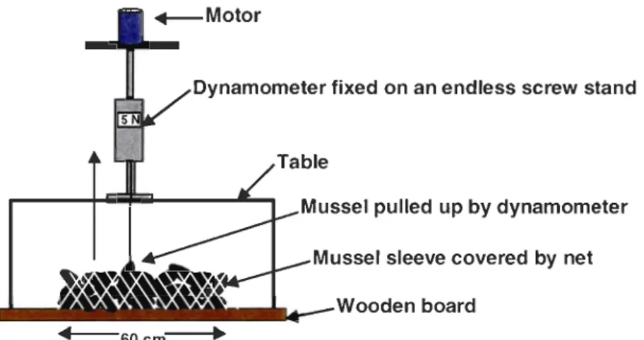 Figure 5.  Measurement of attachment strength of cultured  mussels on sleeve with a  dynamometer