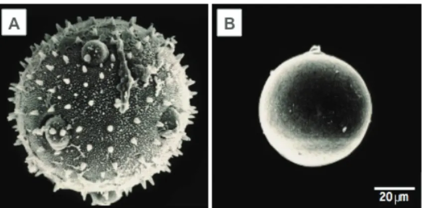 Figure 3. Photographies de grains de pollen (prises en  microscopie électronique à balayage)