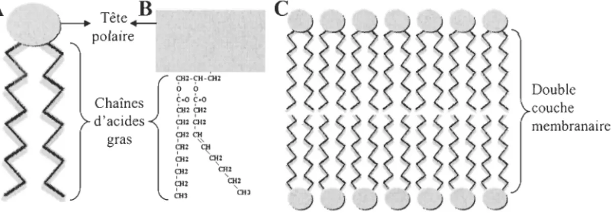Figure 0.2 : Structure de la membrane mitochondriale. 