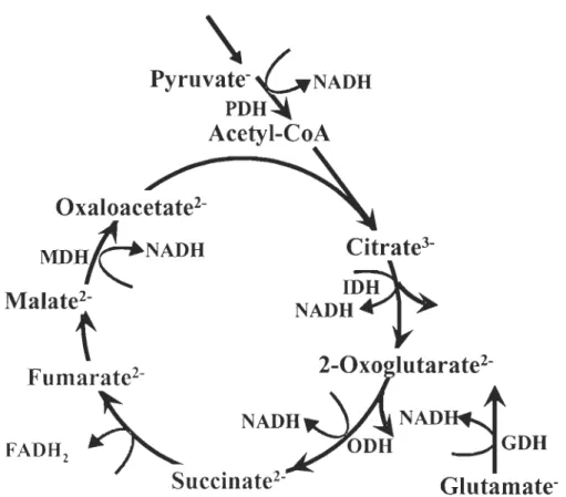 Figure  0.3 :  Le  cycle  de  l'acide  citrique  et  le~~  prip.dpales  étapes  de  productions  d'équivalents réduits pour approvisionner le système de transport des électrons