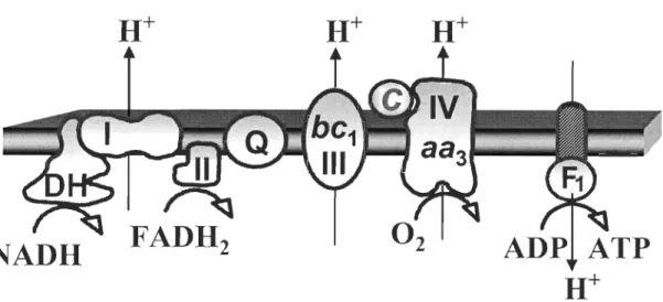 Figure  0.4  :  Schéma du  système de transport  des  électrons  et  de  la phosphorylation  oxydative