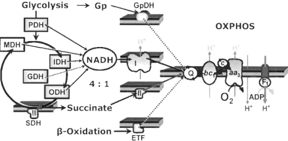 Figure  0.5  :  Convergence  du  transport  des  électrons  au  nIveau  de  la  jonction  ubiquinone et du pool de NADH 