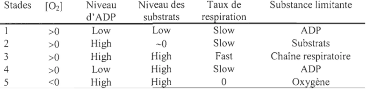 Tableau  0.2  :  Définition  des  stades  respiratoires  dans  les  mitochondries  isolées  donnée Ear Chance  &amp;  Williams (1956)