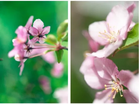 Figure 1. 1 Fleurs de pommier, photographie, 2016 