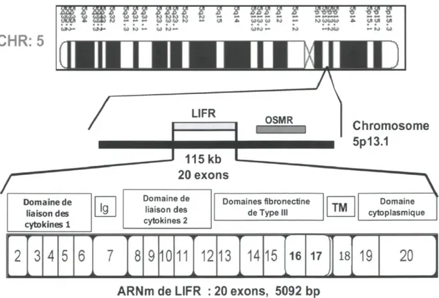 Figure 5 : Position génomique de LIFR, structure génique de son ARN messager et  structure protéique de LIFR
